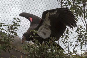 402-4833 Safari Park - California Condor